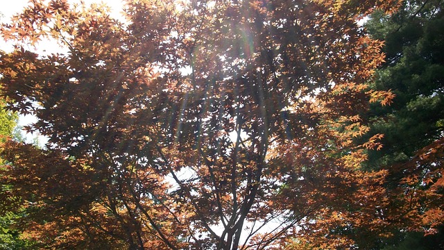 Free Japanese Maple Maple photo and picture