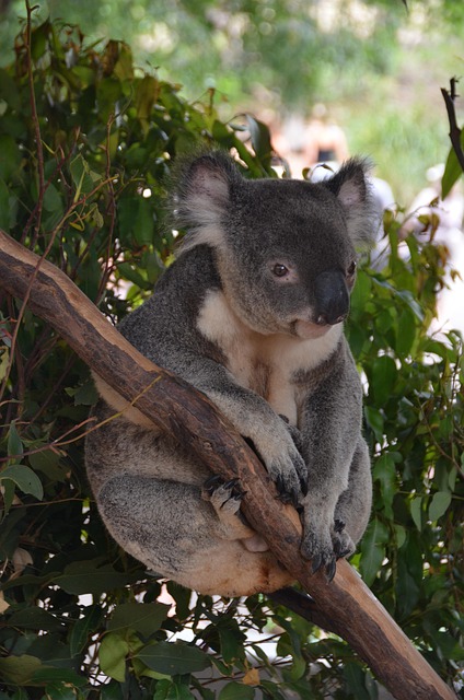 Free Koala Bear Bear photo and picture