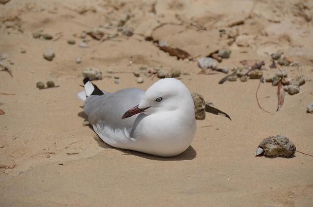 Free Gull Bird photo and picture