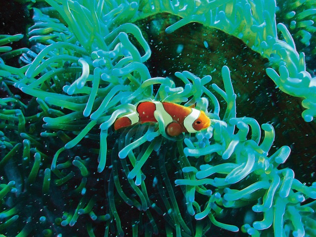 Free Clownfish Underwater photo and picture