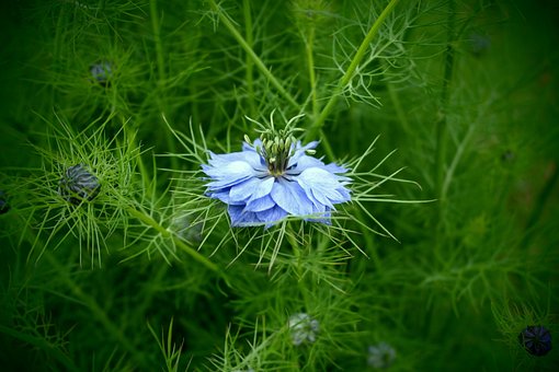 Free Blue Flower Nature photo and picture