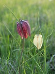 king's meadow lily, provincial flower, hinterland
