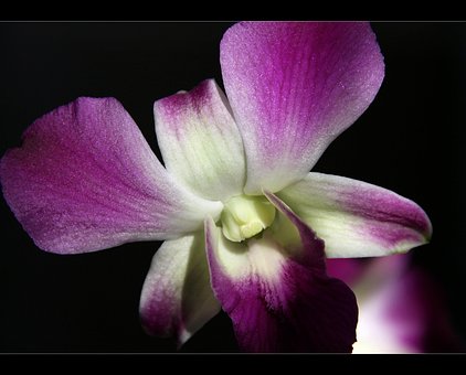 Orkide, Blomst, Lilla