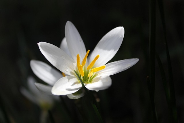Free Flower White photo and picture
