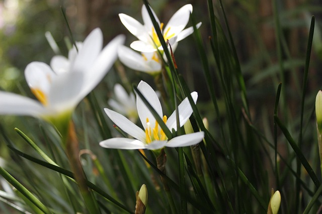 Free Flowers Nature photo and picture