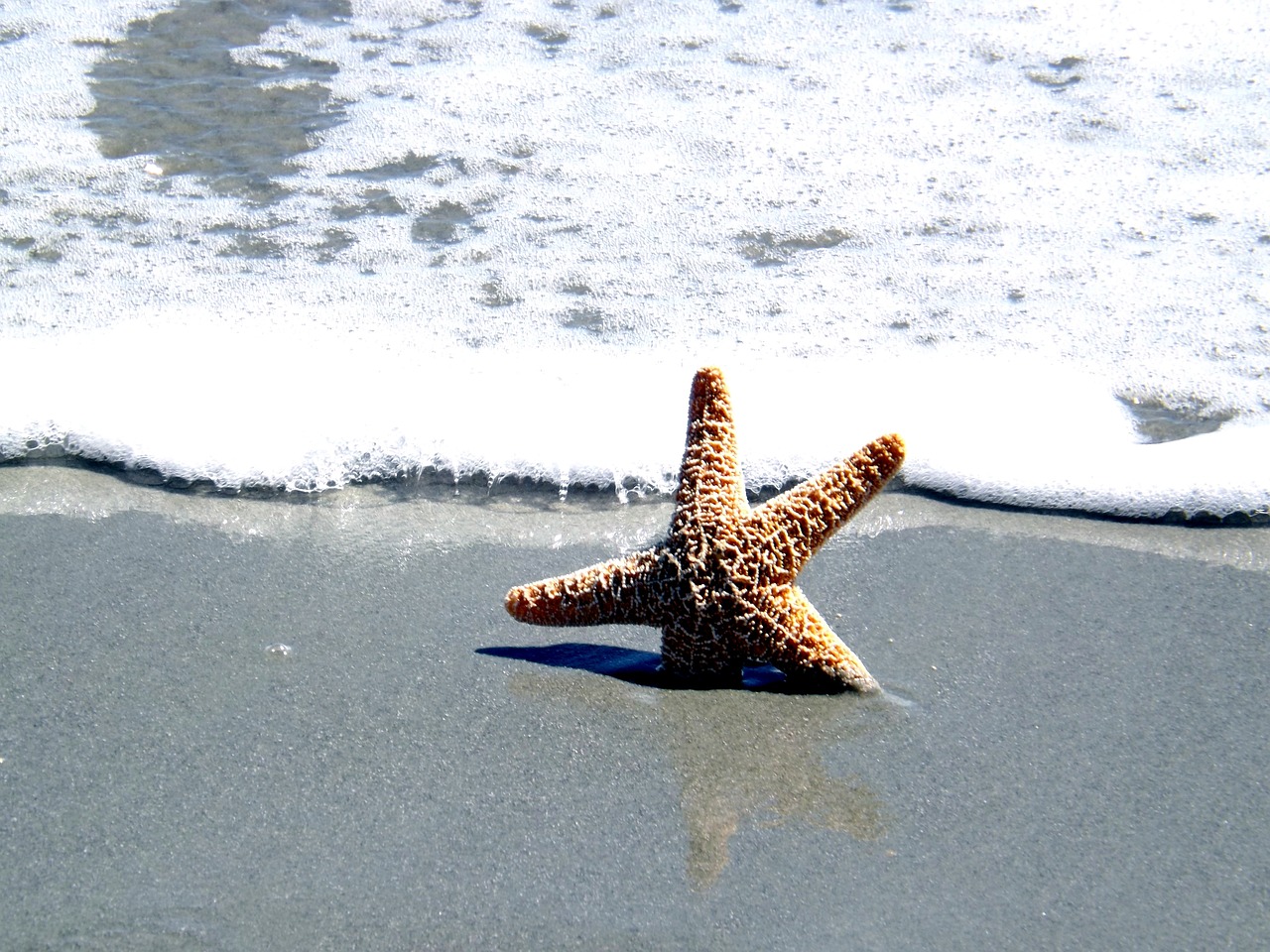 Star Shell Ocean Ocean Shell Star Fish - Free photo on Pixabay