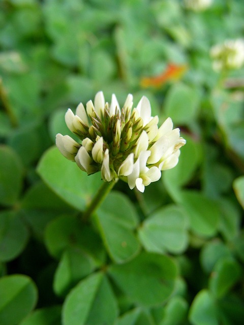 Free Clover Flower Clover photo and picture