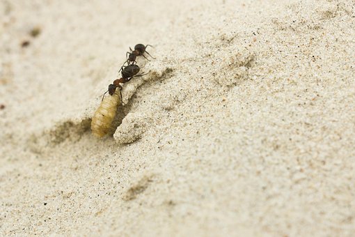 Formigas, Areia, Insetos, Larva