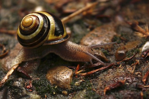 Lesma, Concha, Lento, Concha De Caracol