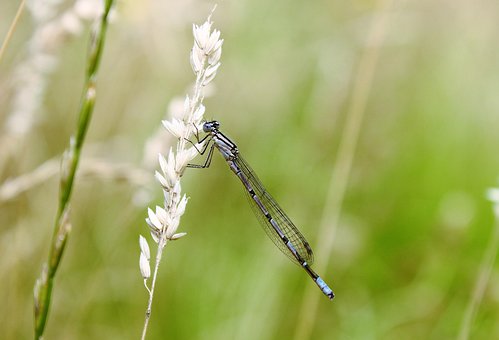 Libélula, Lâmina De Grama, Inseto