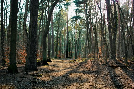 Floresta, Luz, Glade, Natureza, Arvores