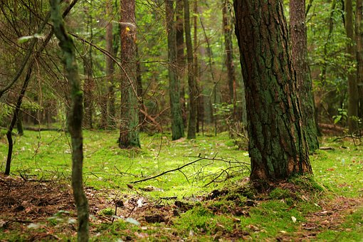 Floresta, Floresta Encantada, Musgo
