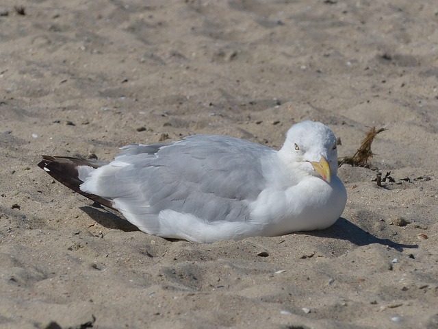 Free Gull Sand photo and picture