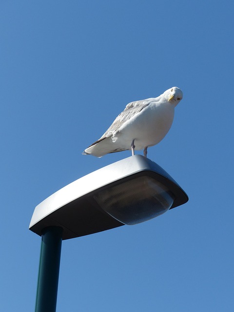 Free Gull Curious photo and picture