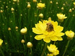 paper daisy, yellow, daisy