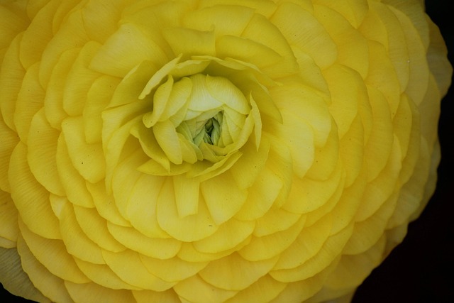 Free Ranunculus Flower Vibrant photo and picture