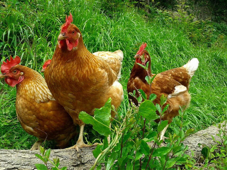 hens-434009_960_720.jpg