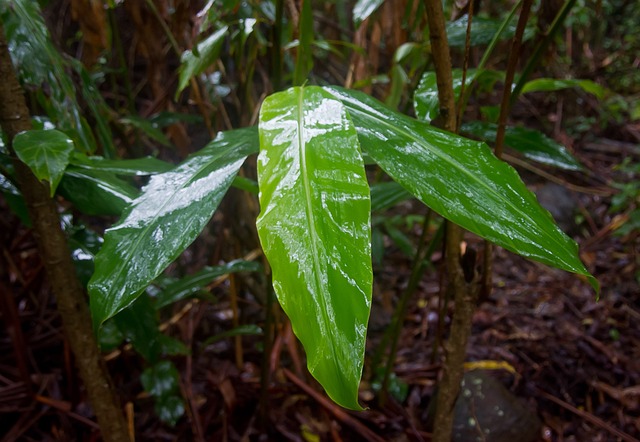 Free Native Ginger Leaves photo and picture