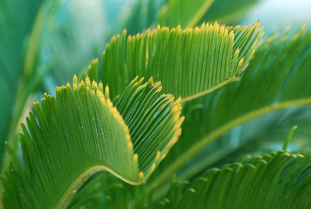 Free Green 4K Wallpaper photo and picture