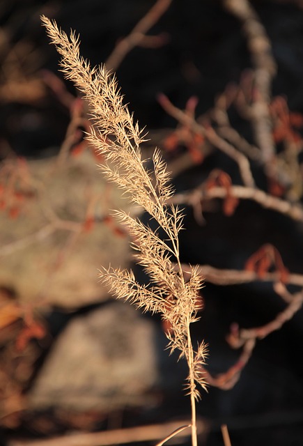 Free Plant Grass photo and picture
