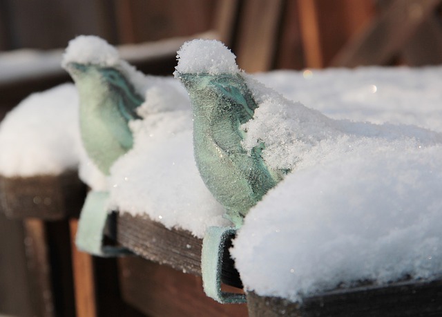 Free Snow Cool photo and picture