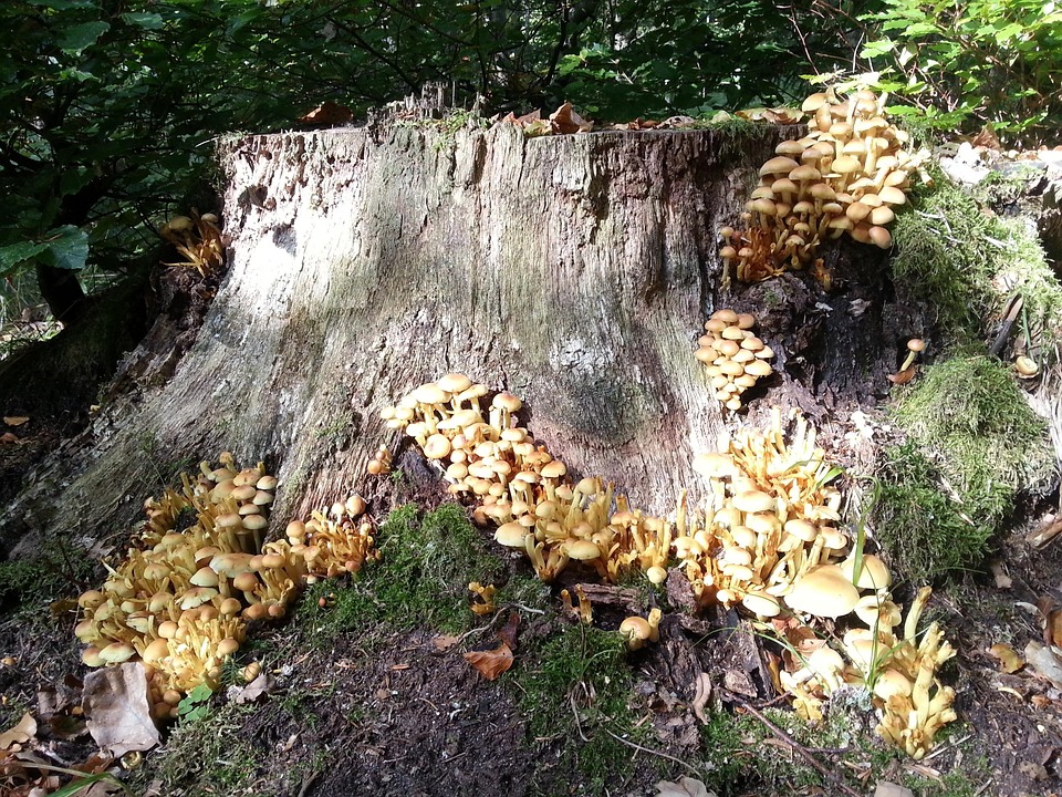Statups Foresty Forest Stump Nature - Free photo on Pixabay - Pixabay