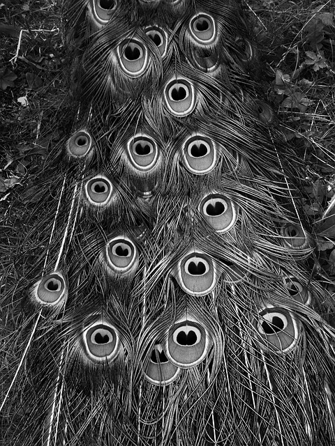 Free Peacock Nature photo and picture
