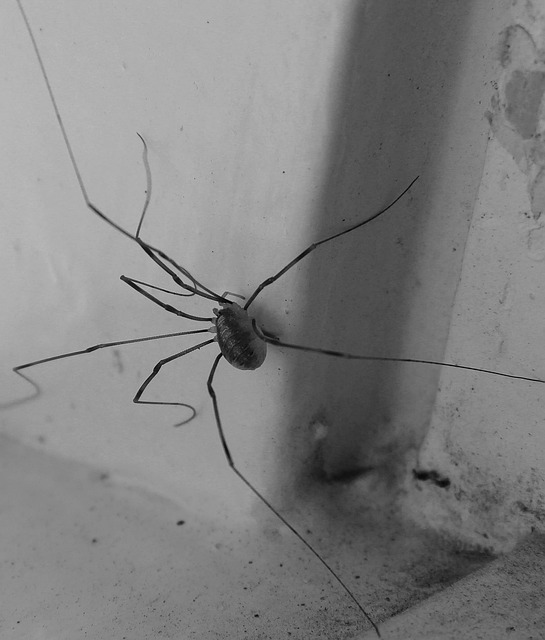 Free Spider Lock Spindle photo and picture