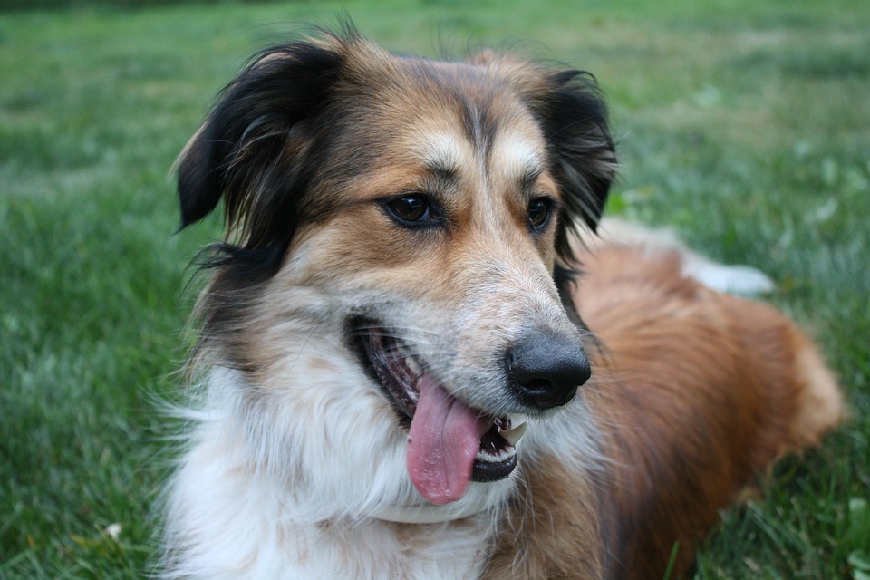 australian shepherd or golden retriever free photo australian shepherd border collie free image on australian shepherd or golden retriever free photo australian shepherd border collie free image on