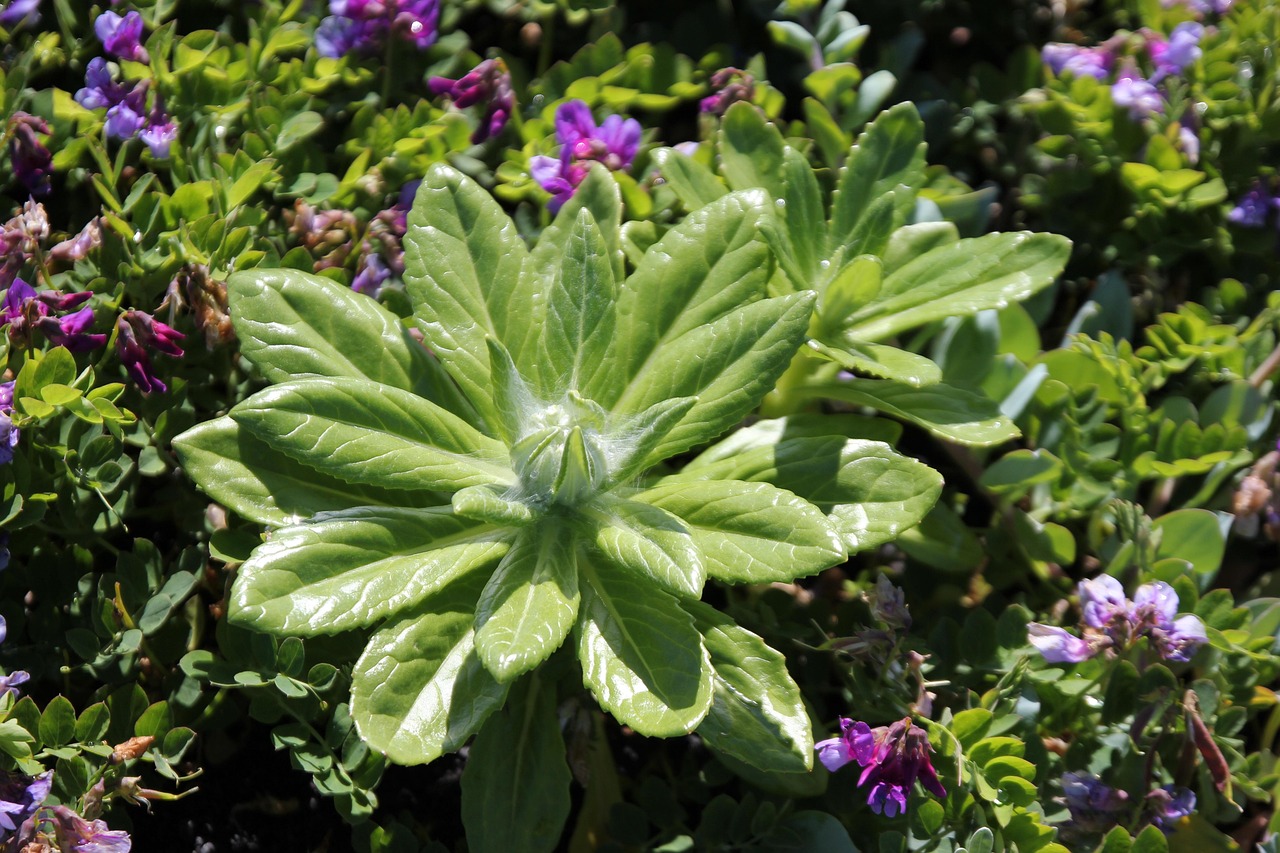 Naturaleza, Flor, Flores, Planta, Verano