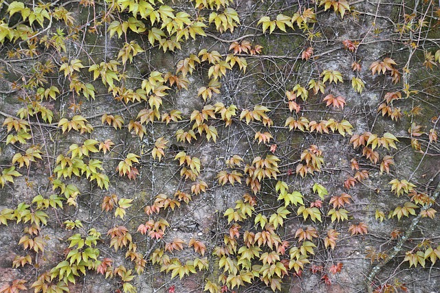 Free Tendrils Leaves photo and picture