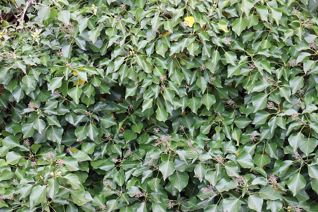 Free Ivy Green photo and picture