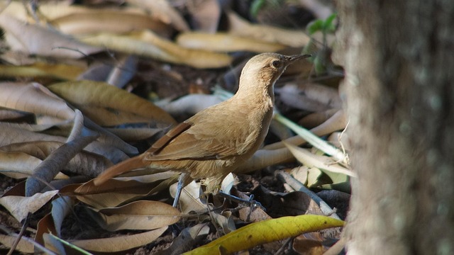 bird, animals, armadillo, nature, tropical birds