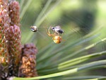 spider web, insect, trap