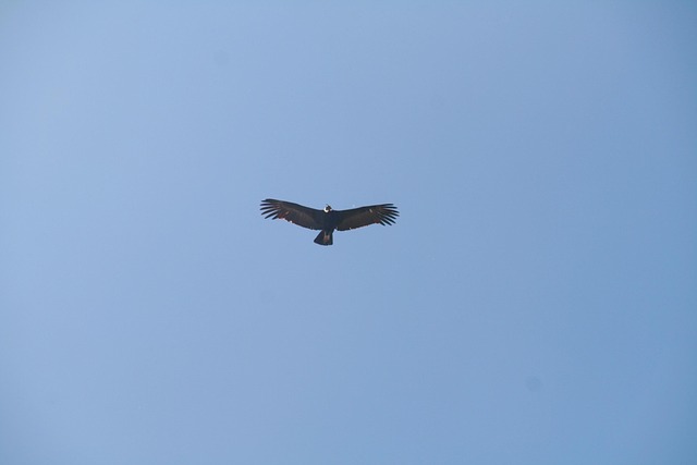Free Flight Bird photo and picture