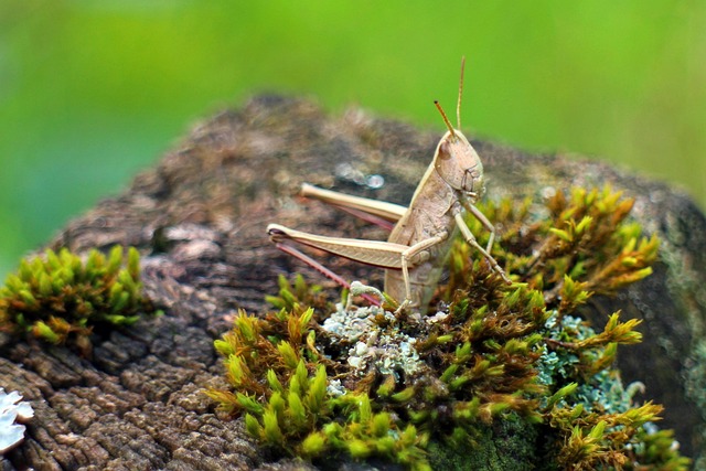 Free Short Feeler Insect Grasshopper photo and picture