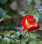 rose, shaded, live