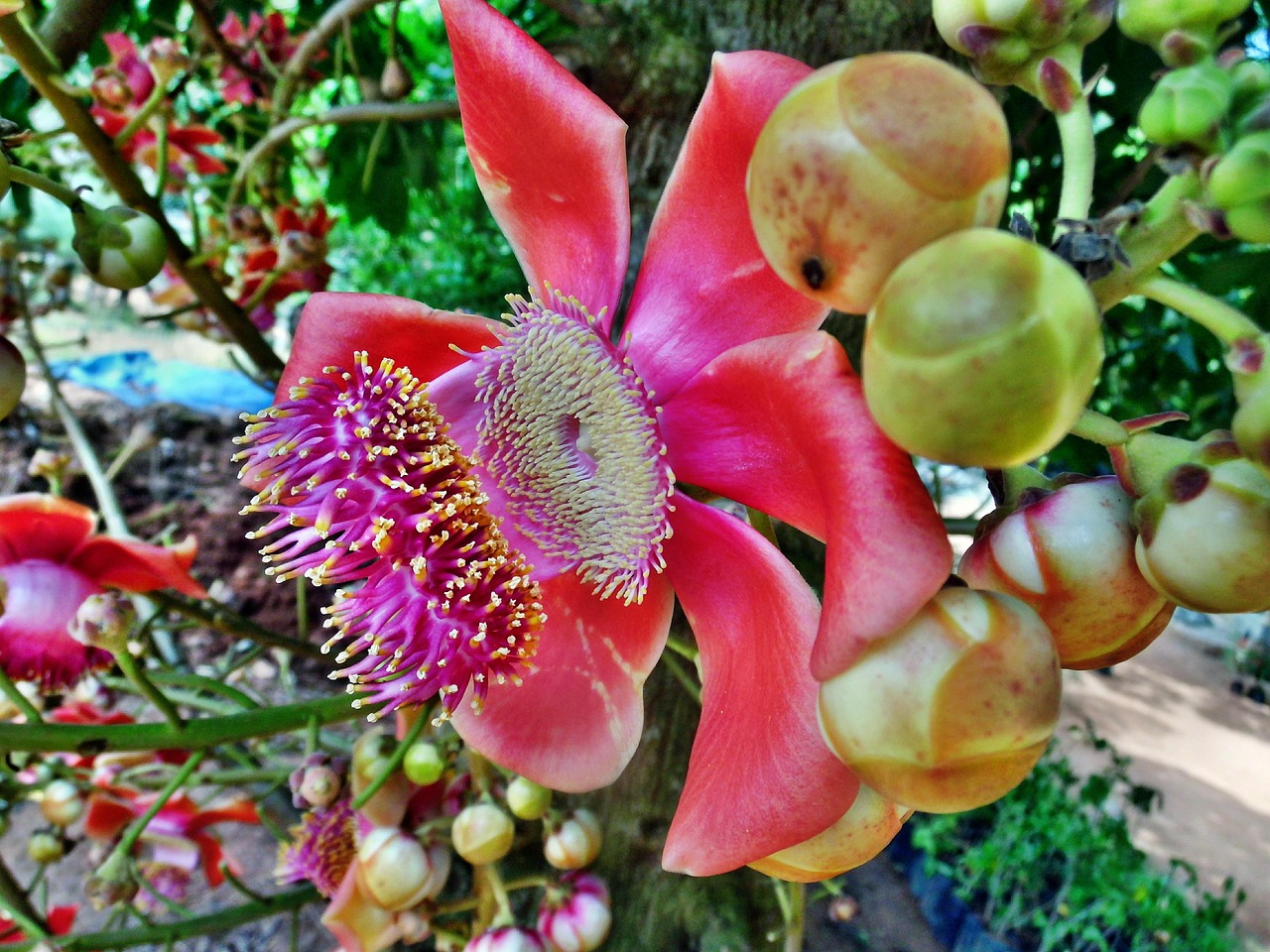Kanonenkugelbaum, Couroupita Guianensis