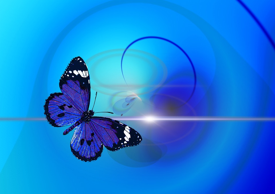 Kostenlose Illustration: Schmetterling, Tier, Insekt 