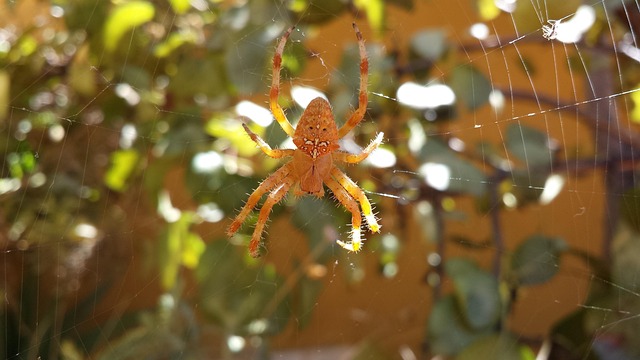 Free Spider Arachnid photo and picture