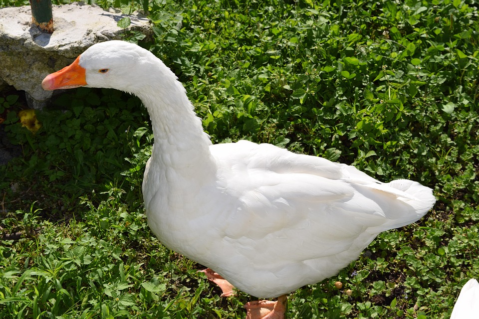 oca nature animal free
