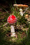 matryoshka, amanita muscaria, mushroom