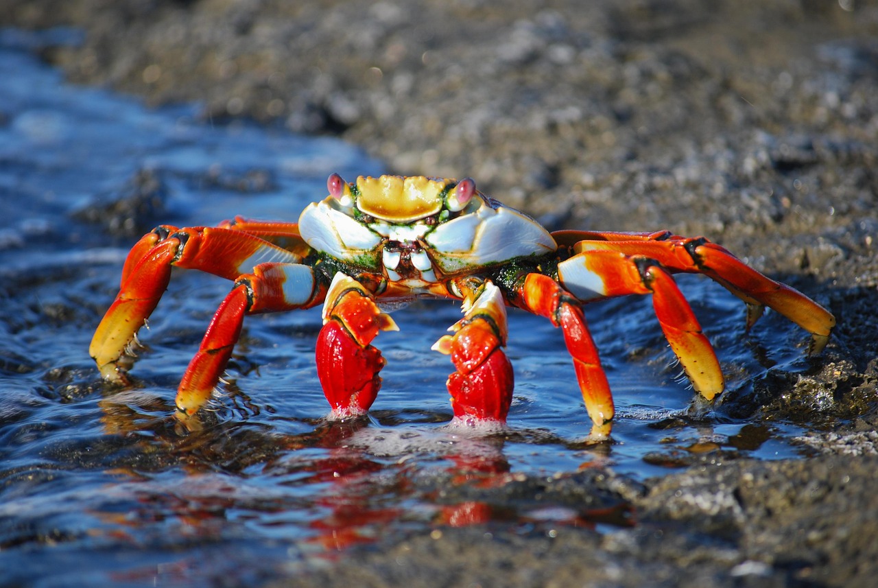 Plus De 1 000 Photos Gratuites De Crabe Et De Nature Pixabay Plus De 1 000 Photos Gratuites De Crabe Et De Nature Pixabay