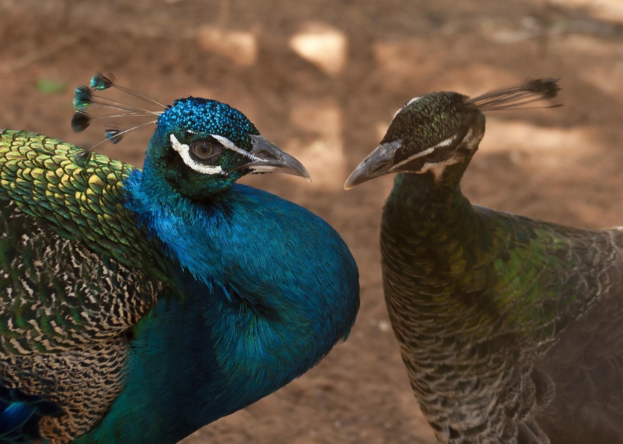 Peacock Bird Animals - Free photo on Pixabay - Pixabay