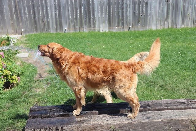 Free Golden Retriever Dog photo and picture