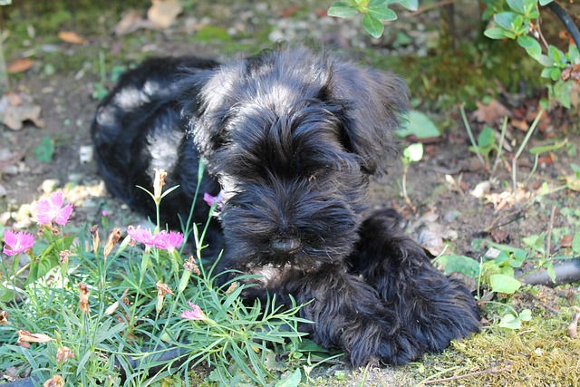 Free Dog Puppy photo and picture