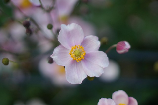Flor, Naturaleza, Planta, Rosado, Jardín