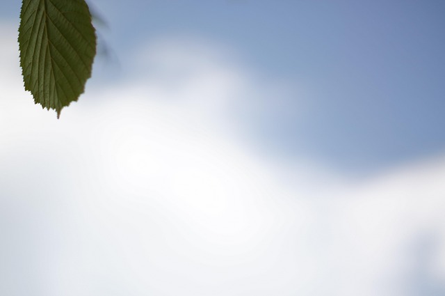 Hoja, Cielo, Nube, Naturaleza