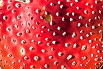 fly agaric, amanita muscaria, mushroom
