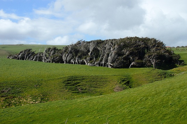 Free New Zealand Trees photo and picture